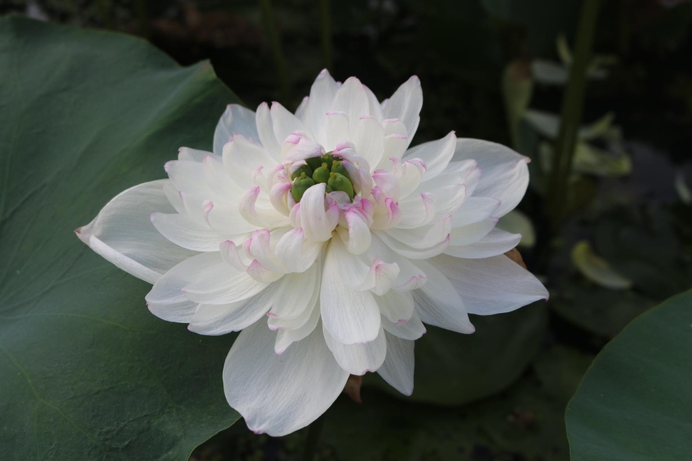 Thạc sĩ bỏ phố về làng khởi nghiệp, ước mơ đưa hoa sen vươn ra thế giới - 6