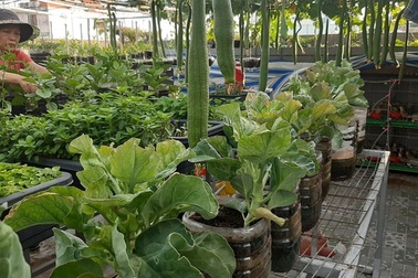 Ấn tượng với những trang trại nuôi cá, thả gà, trồng rau trên sân thượng