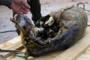 Hải cẩu thối rữa nhồi xác chim chết - món ăn "kinh dị" bốc mùi nồng nặc