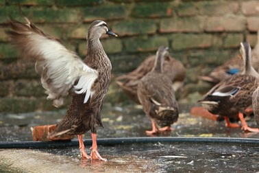 Tỉ phú vịt trời