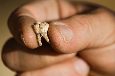 Phát hiện chiếc răng người 400.000 năm tuổi