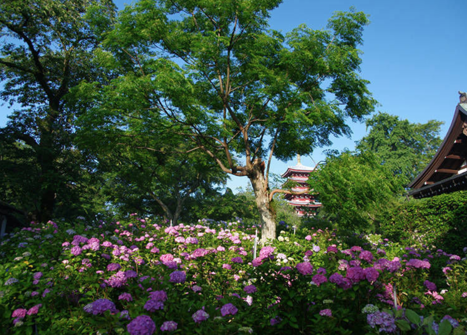 Những vườn hoa cẩm tú cầu đẹp như tranh vẽ gần Thủ đô Tokyo - 8 Những vườn hoa cẩm tú cầu đẹp như tranh vẽ gần Thủ đô Tokyo - 8