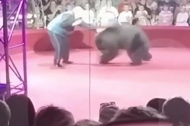 Gấu tấn công người huấn luyện khiến khán giả la hét hoảng sợ