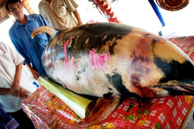 Xác cá voi dài 2m trôi dạt vào bờ