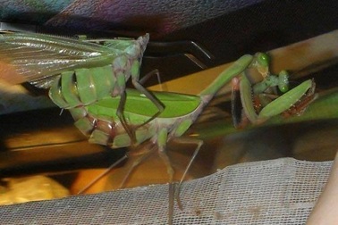 Đời sống tình dục phức tạp của một số loài sâu bọ