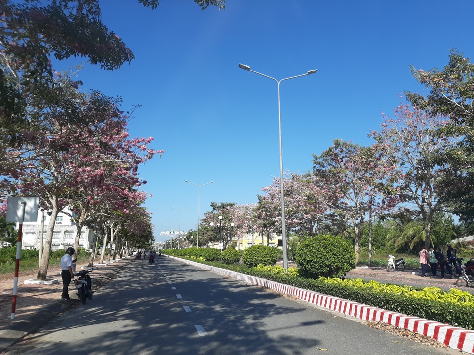 Mê mẩn đường hoa kèn hồng độc nhất vô nhị ở Sóc Trăng - 3 Mê mẩn đường hoa kèn hồng độc nhất vô nhị ở Sóc Trăng - 3