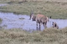 Bị linh cẩu vây bắt, linh dương nhanh trí làm điều này để thoát thân