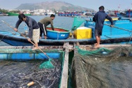 Hơn 90 tấn cá đặc sản chết trắng, chủ lồng nuôi lâm cảnh nợ nần
