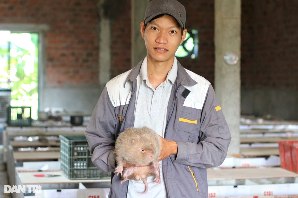 Nuôi loài chuột bự, ăn ít tốn mà thu lãi cao - 1 Nuôi loài chuột bự, ăn ít tốn mà thu lãi cao - 1