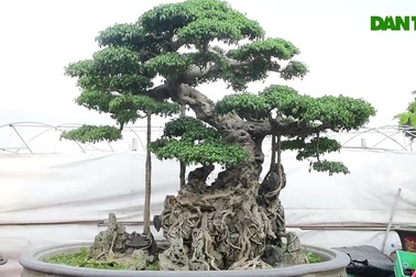 Khách trả 1 triệu USD đổi lấy cây sanh cổ, chủ nhân quyết không bán