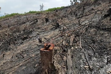 Cận cảnh cánh rừng bị “đốt sạch, phá sạch”