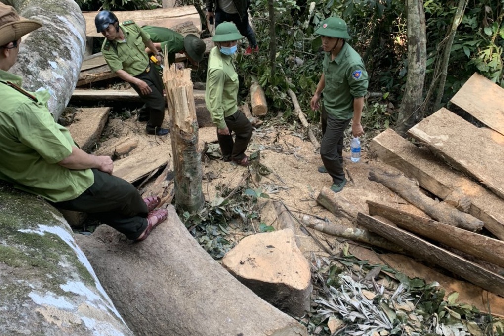 Rừng phòng hộ ở Gia Lai bị lâm tặc rút ruột trong thời gian dài - 1 Rừng phòng hộ ở Gia Lai bị lâm tặc rút ruột trong thời gian dài - 1