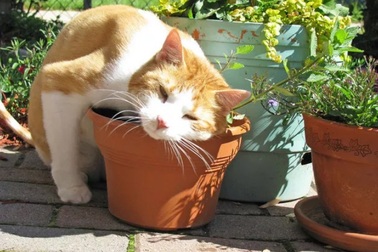 Trắc nghiệm vui: Bạn có hiểu rõ về loài mèo?