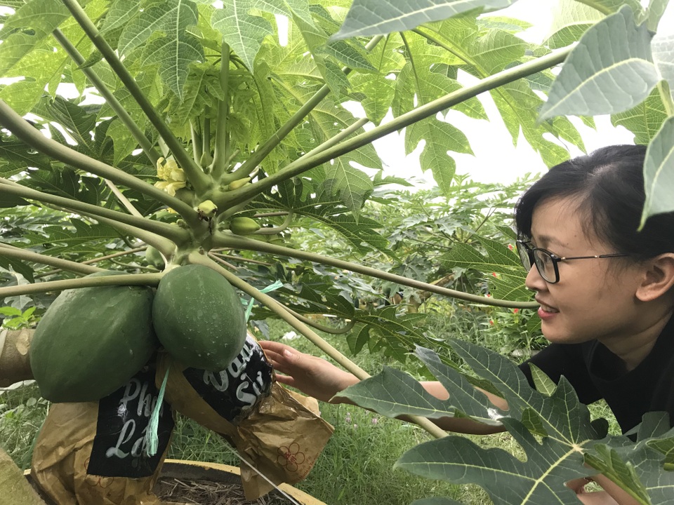 Đu đủ in chữ thư pháp cháy hàng dịp Tết - 5 Đu đủ in chữ thư pháp cháy hàng dịp Tết - 5