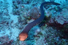 Một số loài rắn biển có thể cảm nhận ánh sáng nhờ … đuôi