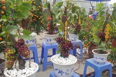 Cây Tết siêu độc, chị chủ vừa bán vừa tiếc