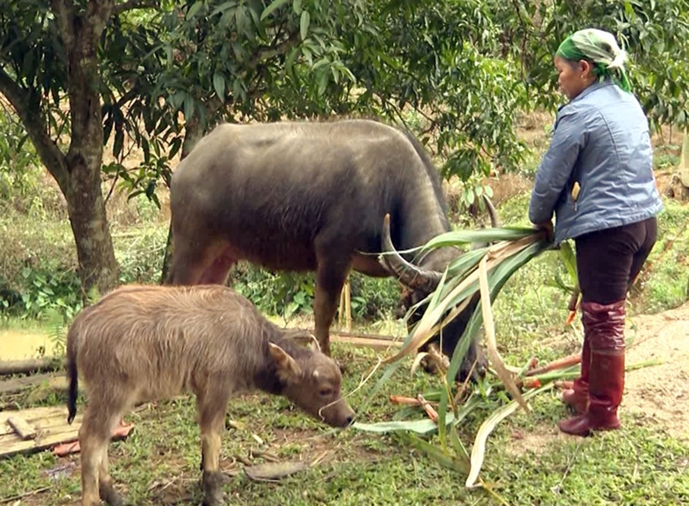 Nuôi trâu sinh sản mở ra cơ hội thoát nghèo cho người dân Phúc Khánh - 1 Nuôi trâu sinh sản mở ra cơ hội thoát nghèo cho người dân Phúc Khánh - 1