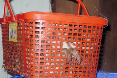 Thanh lý 96 con khỉ cho trang trại nuôi động vật hoang dã