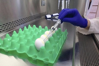 Tạm ngừng nhập gà Mỹ vì cúm gia cầm độc lực cao