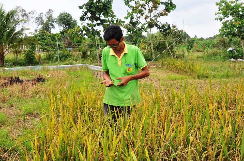 “Nhà khoa học” trình độ lớp 6 nhai đất, lai tạo thành công hơn 50 giống lúa - 4 “Nhà khoa học” trình độ lớp 6 nhai đất, lai tạo thành công hơn 50 giống lúa - 4