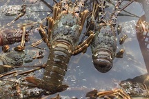 Tôm hùm rớt giá chưa từng có, nông dân gác lồng vì thua lỗ quá nhiều