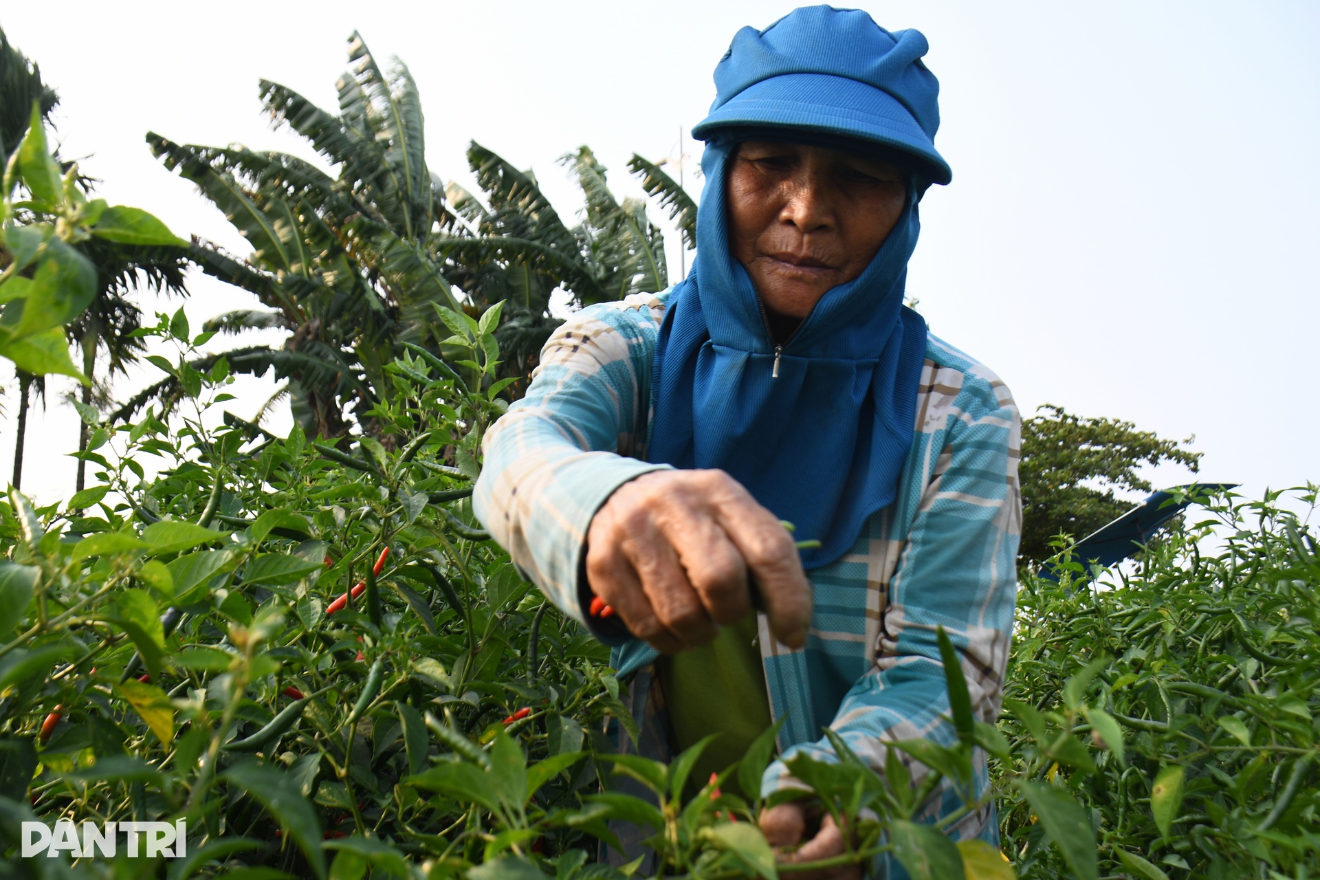 Con đường bị nhuộm đỏ, nông dân lao đao vì ớt rớt giá - 2 Con đường bị nhuộm đỏ, nông dân lao đao vì ớt rớt giá - 2