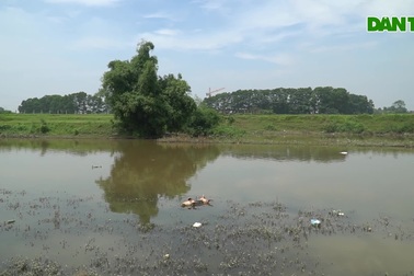 Lợn chết bị vứt bừa, bốc mùi nồng nặc ở xã ngoại thành Hà Nội