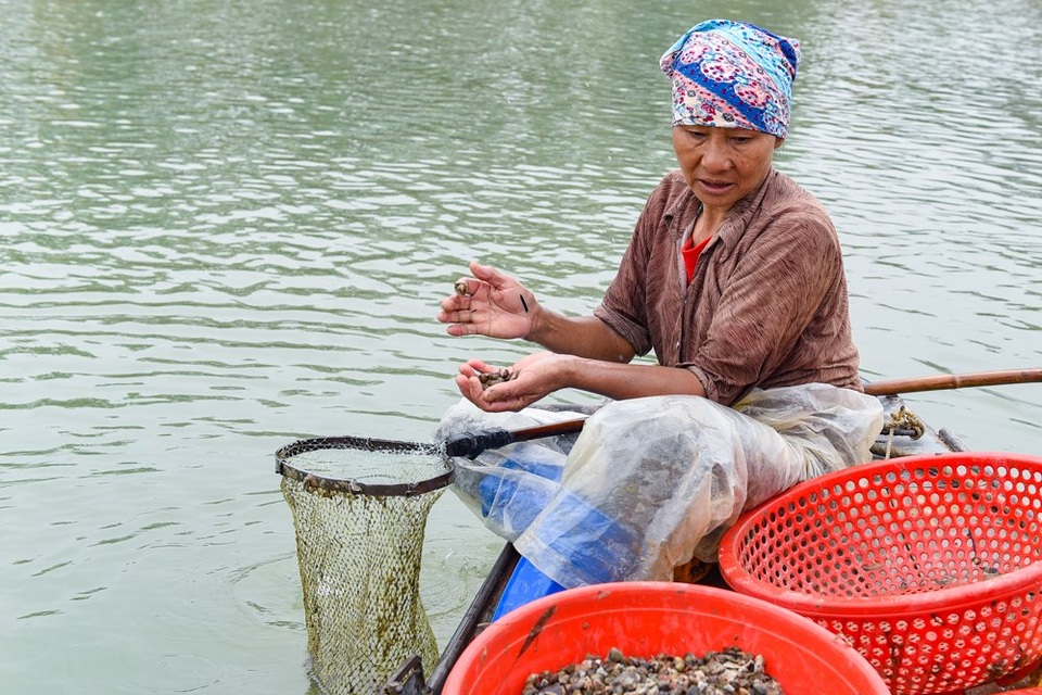 Nhọc nhằn nghề cào hến trên sông Lèn - 4 Nhọc nhằn nghề cào hến trên sông Lèn - 4