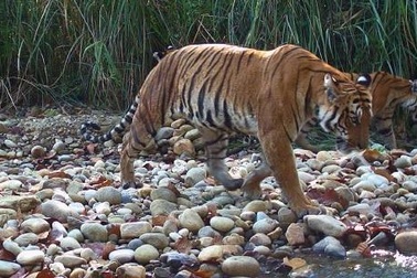 Thủ tướng chỉ đạo ngăn chặn nạn săn bắt động vật hoang dã