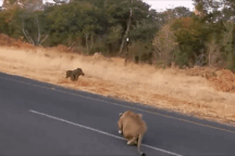 Thiếu cảnh giác, lợn rừng "ngây thơ" trả giá bằng tính mạng