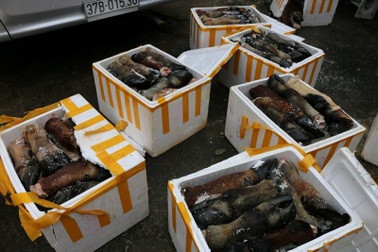 Bắt xe khách chở hơn 1 tấn chân, đuôi trâu bò không nguồn gốc