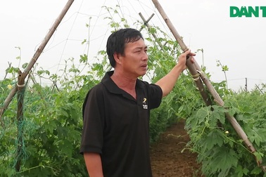 Nông dân vùng rau Bàu Tròn chia sẻ những khó khăn khi rét lạnh kéo dài