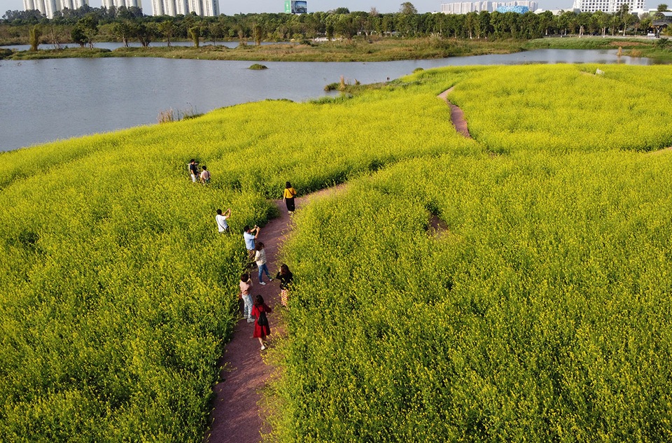 Ngỡ ngàng với cánh đồng hoa cải đẹp tựa chốn cổ tích ngay gần Hà Nội - 2 Ngỡ ngàng với cánh đồng hoa cải đẹp tựa chốn cổ tích ngay gần Hà Nội - 2