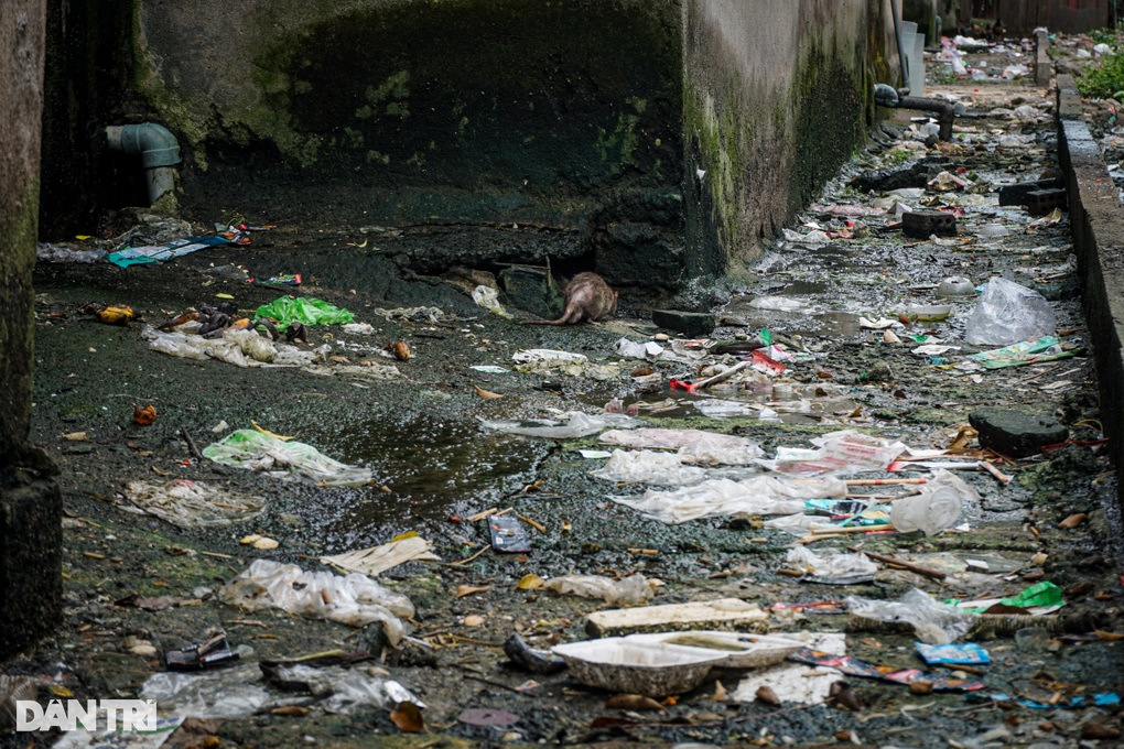 Chốt lộ trình khai tử chung cư chờ sập, ngập rác và chuột ở Đà Nẵng - 2