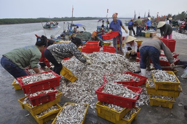 Ngư dân được mùa cá mòi