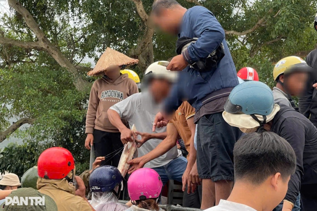 Cá tầm tràn khỏi ao do mưa lũ, người dân đổ xô bắt đi bán - 3 Cá tầm tràn khỏi ao do mưa lũ, người dân đổ xô bắt đi bán - 3