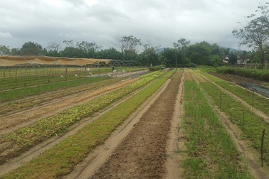 Đà Nẵng: Nông dân mất trắng sau trận mưa lịch sử