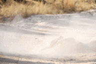 Cặp đôi báo hoa mai hợp lực tiêu diệt kẻ thù trong trận chiến đẫm máu