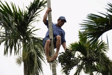 Nông dân ngỡ ngàng khi giá cau cao kỷ lục, chỉ sợ Trung Quốc ngừng mua