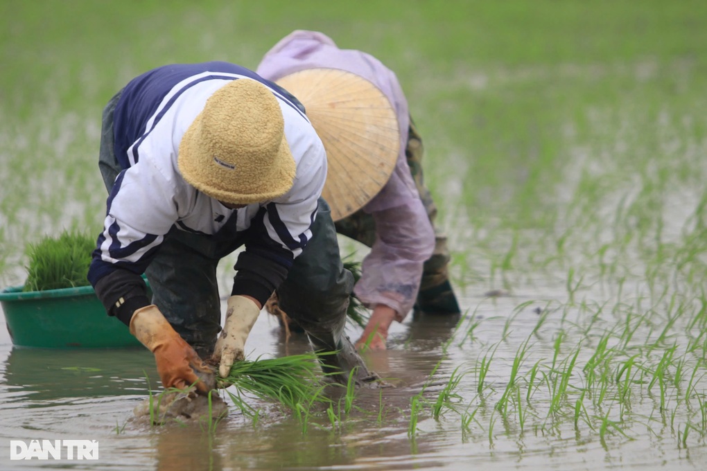 Thợ cấy lúa chạy sô cuối năm, kiếm tiền triệu mỗi ngày - 2