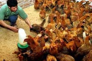 Cấm nuôi gia cầm trong nội thành, nội thị