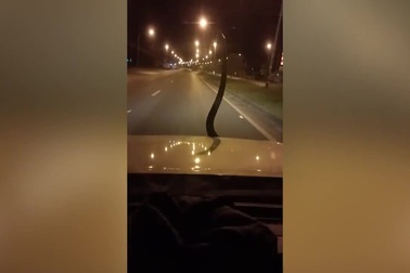 Trăn bất ngờ chui lên từ phía dưới nắp ca pô ô tô đang chạy