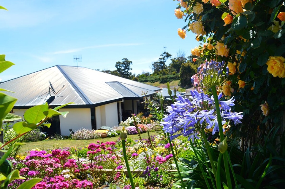 Khu vườn gần 50 loài hoa hồng khoe sắc quanh năm của mẹ Việt ở Úc - 2