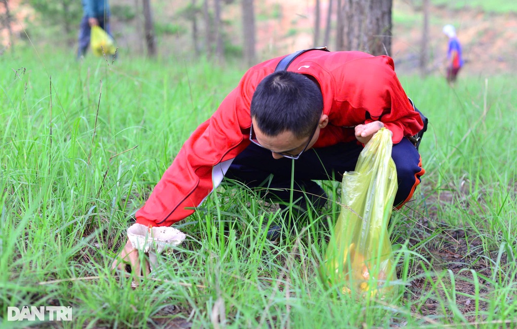 Sau mưa, người dân vào rừng thông Đà Lạt nhận lộc trời” - 3 Sau mưa, người dân vào rừng thông Đà Lạt nhận lộc trời” - 3