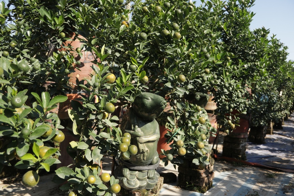 Hà Nội: Chuột vàng cõng quất cảnh giá bạc triệu chuẩn bị đón Tết - 5 Hà Nội: Chuột vàng cõng quất cảnh giá bạc triệu chuẩn bị đón Tết - 5