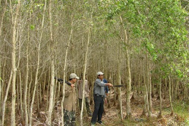 Rừng ĐBSCL căng mình lo “bà hỏa”