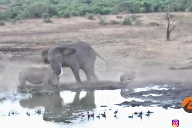 Xâm phạm lãnh thổ, mẹ con tê giác bị voi tấn công dữ dội