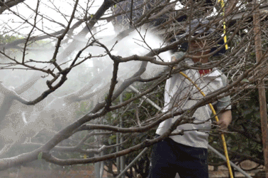 Nhà vườn dùng vòi tăng áp để rửa mai trước khi xuất bán vào dịp Tết