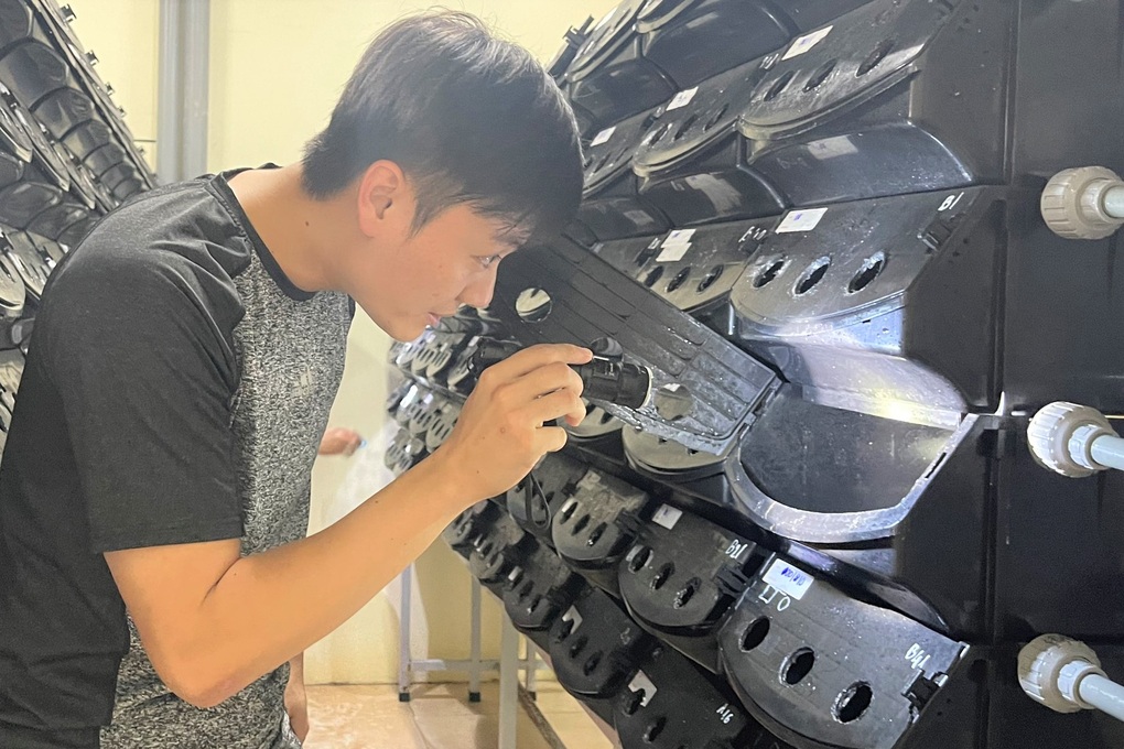 Nuôi cua biển trong chung cư mi ni, thu nhập chục triệu đồng/tháng - 1 Nuôi cua biển trong chung cư mi ni, thu nhập chục triệu đồng/tháng - 1