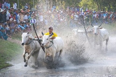 Sôi nổi giải đua bò Bảy Núi An Giang